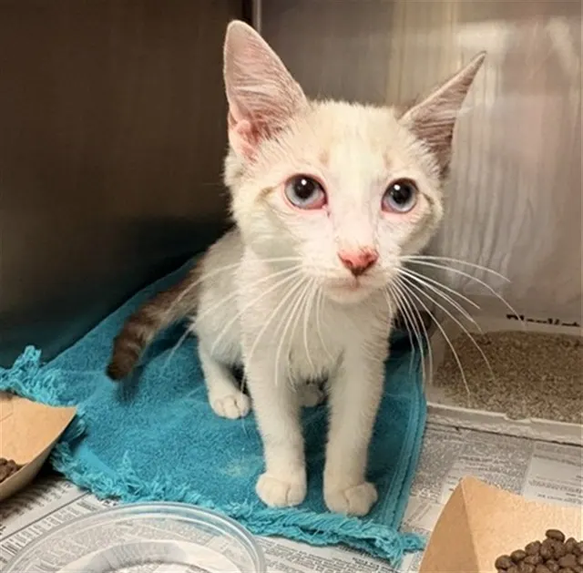 Adoptable Cat