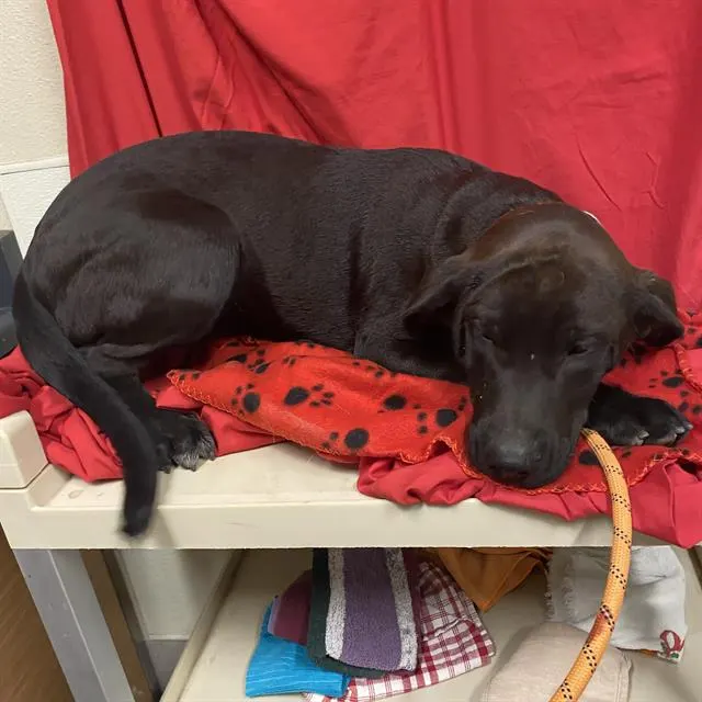 Adoptable Dog