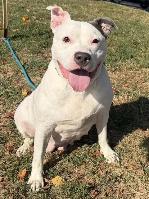 Dolly