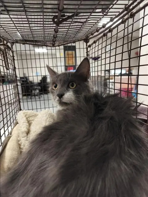Nora