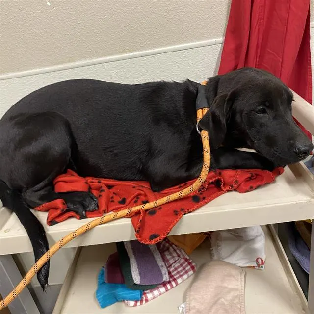 Adoptable Dog