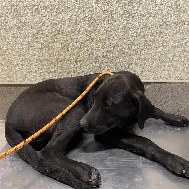 Adoptable Dog