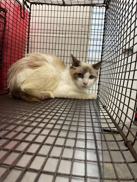 Kit-Kat