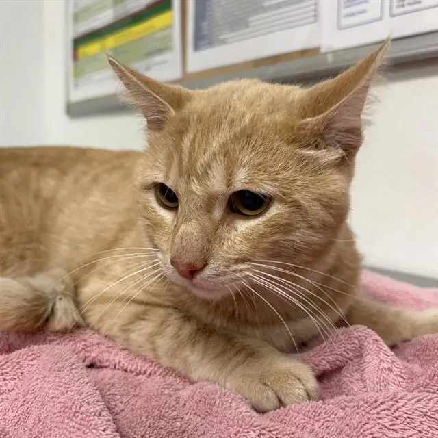 Adoptable Cat