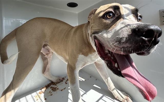 Adoptable Dog