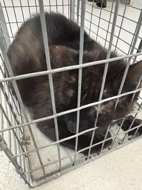 Binx