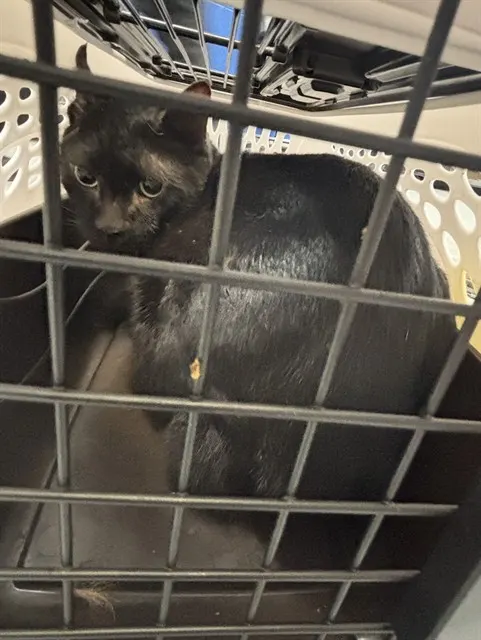 Salem