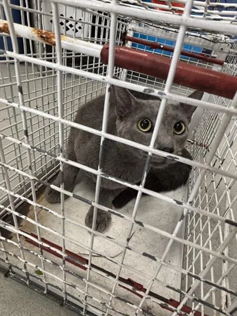 Frankie
