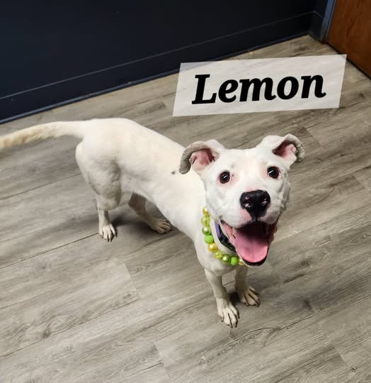 Lemon