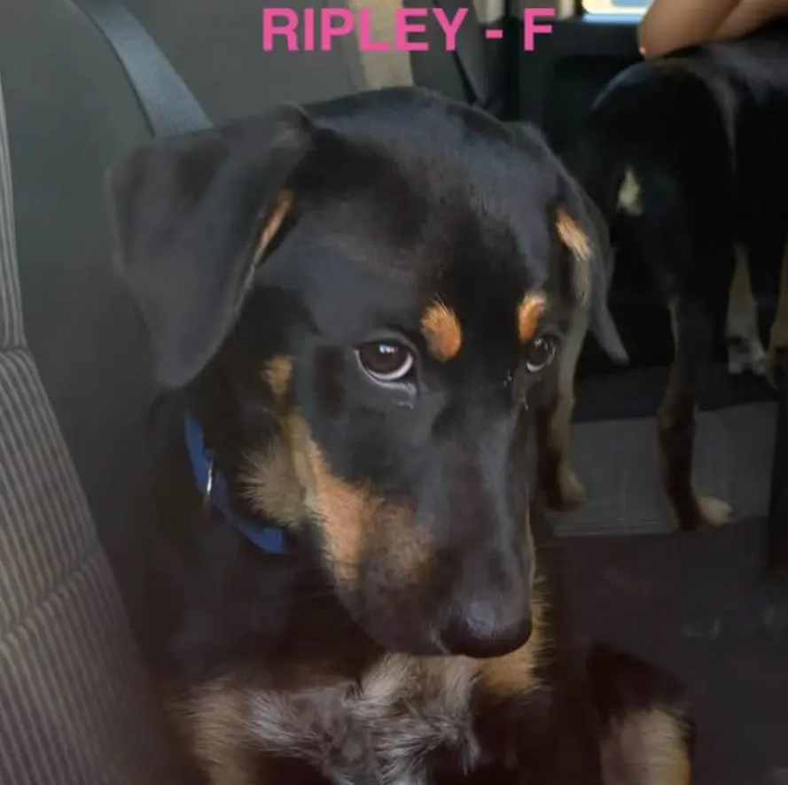 Ripley