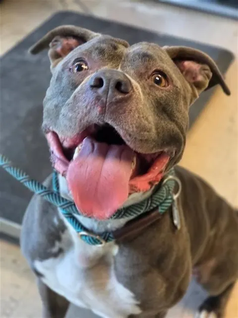 Adoptable Dog