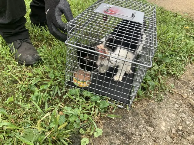Mr. Moo-Ow