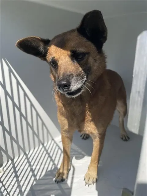 Adoptable Dog