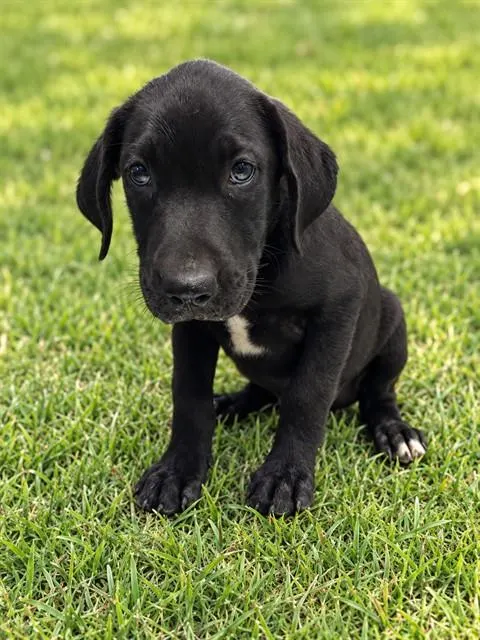 Elvis