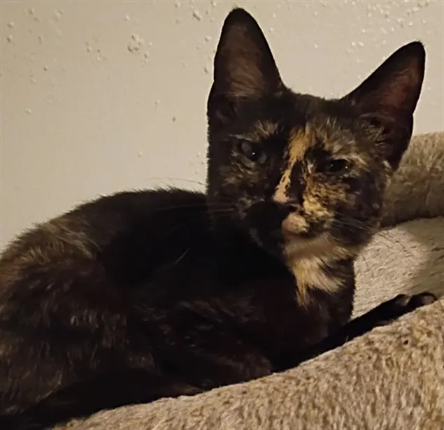 Marbles