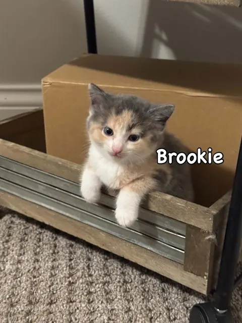 Brookie