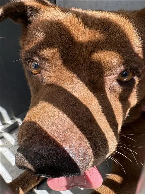 Adoptable Dog