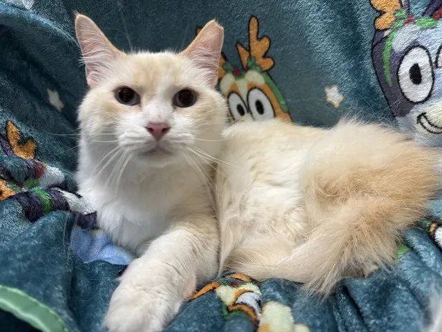 Shelter Staff Named Me *Siam