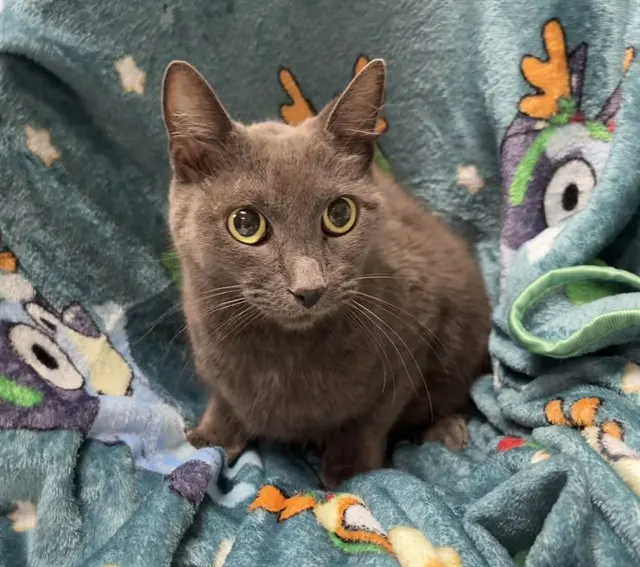 Shelter Staff Named Me *Sneakers