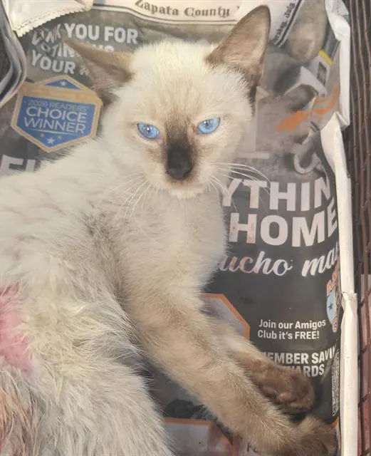 Simon