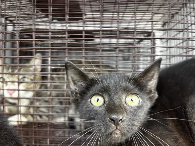 Adoptable Cat