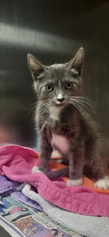 Catrick Swayze