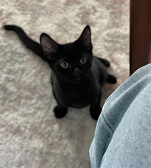 Darla