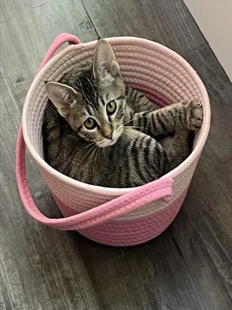 Sweet Felicia