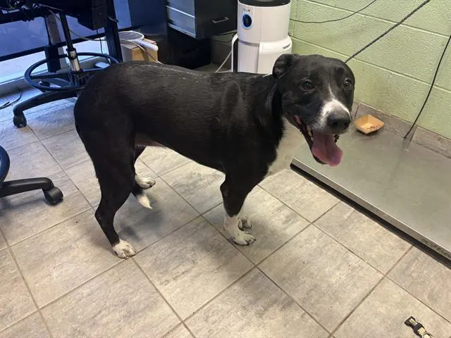 Nova