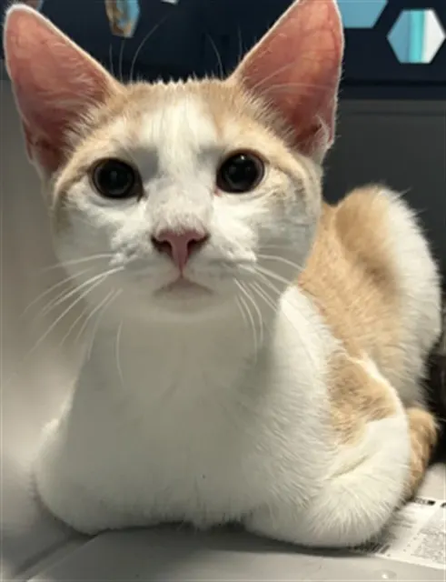 Adoptable Cat
