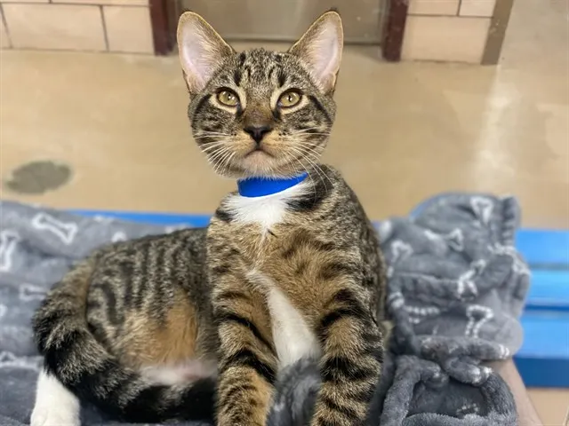 Pumpernickel