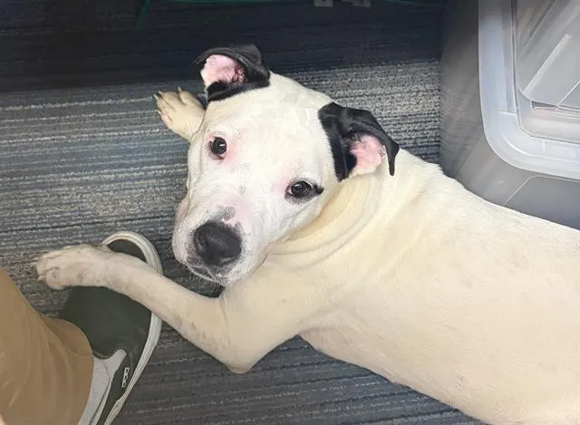 Rosie