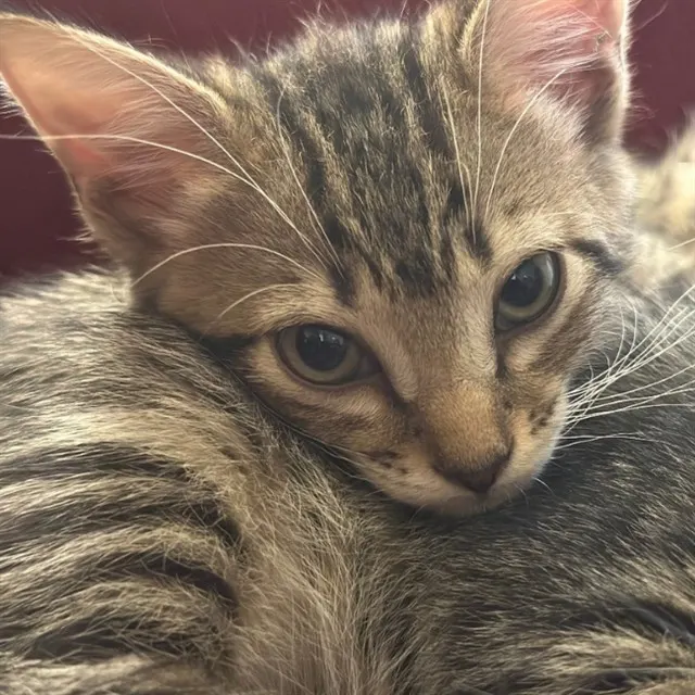 Cleo