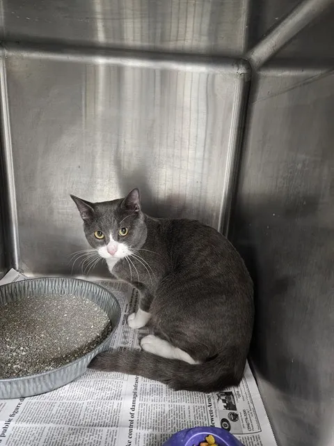 Adoptable Cat