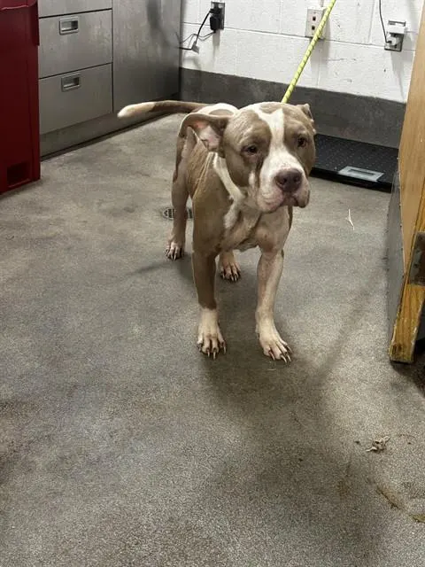 Adoptable Dog