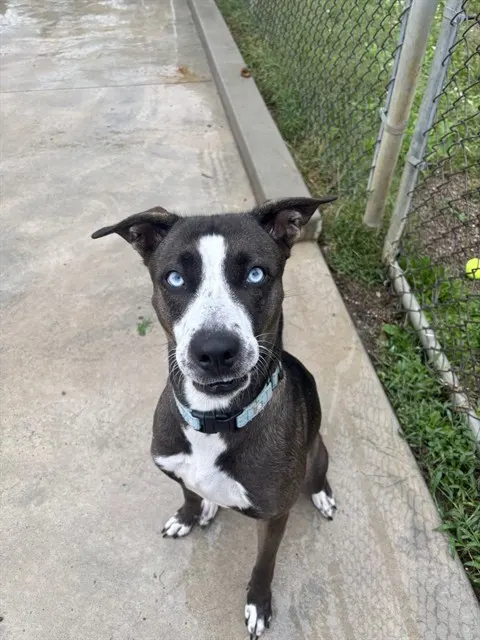 Dori