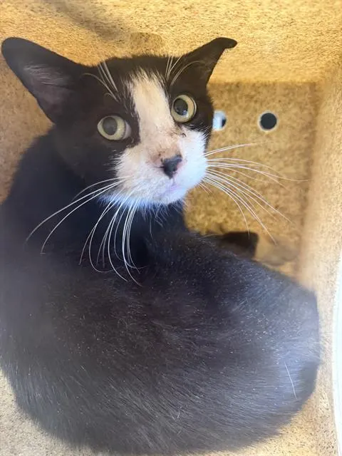Zorro