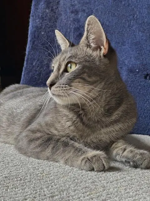 *Calypso