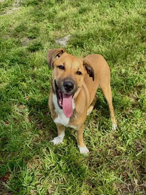 Nala