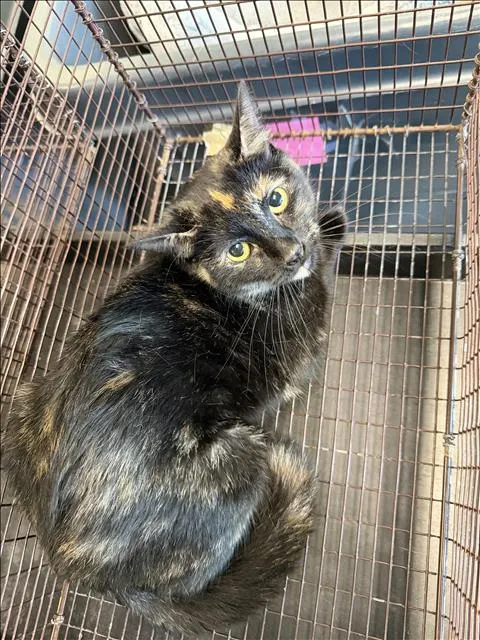 Berlioz