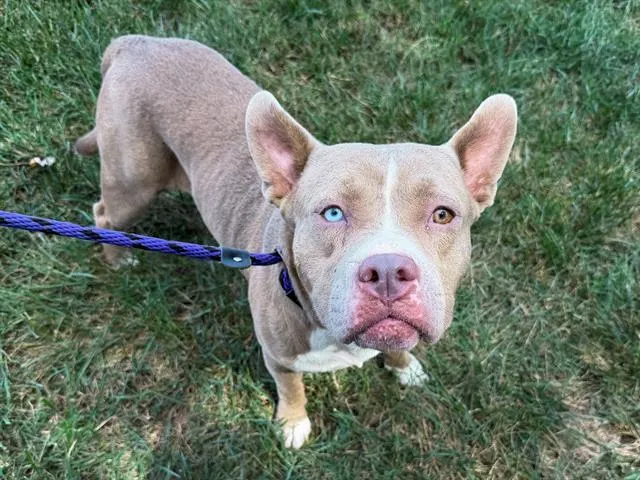 Dug