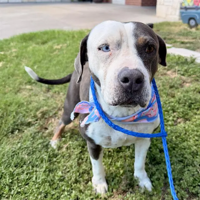 Lulu