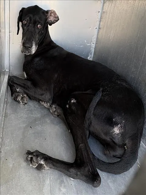 Adoptable Dog