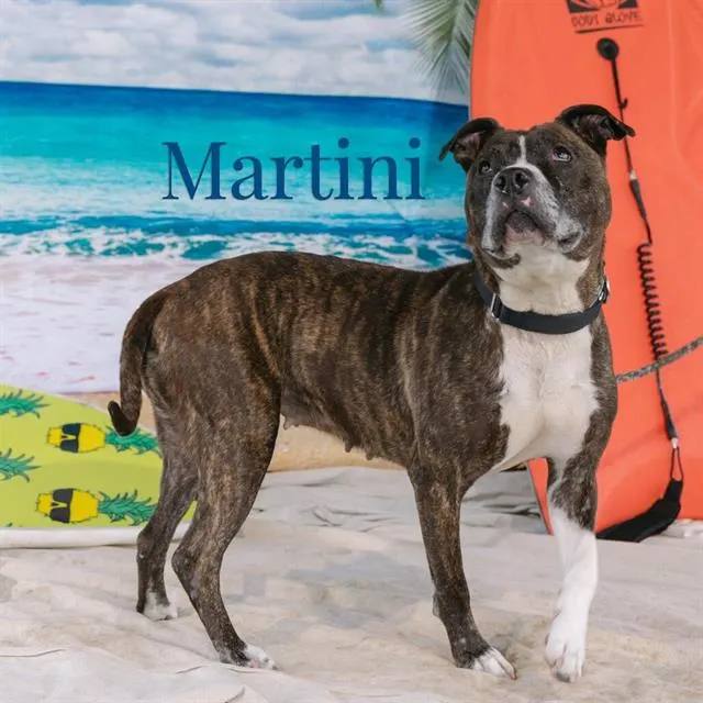 Martini