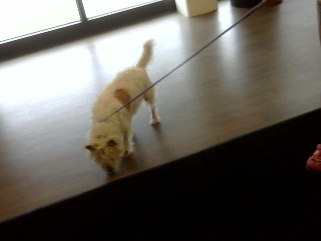 Toby