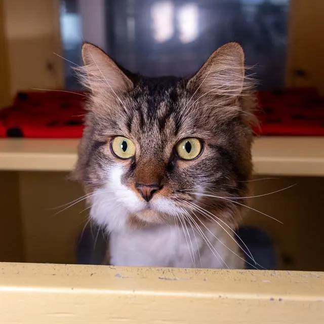 Milo