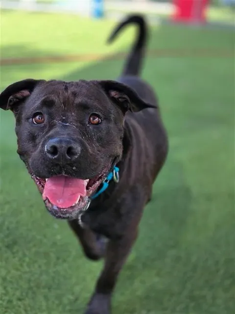 Nova