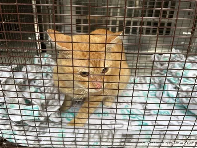 Adoptable Cat