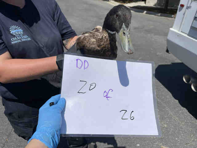 Adoptable Bird