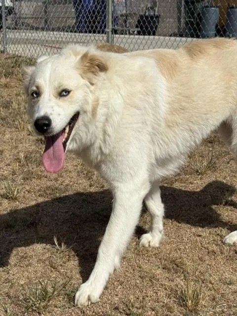 Elphie